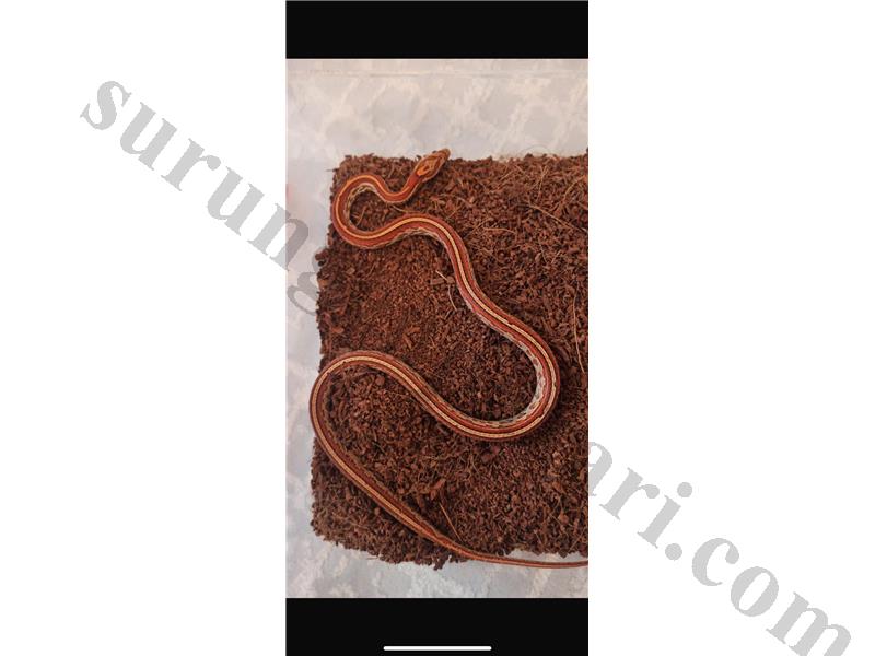1 YAŞINDA DİŞİ TESERRA MORPH CORN SNAKE