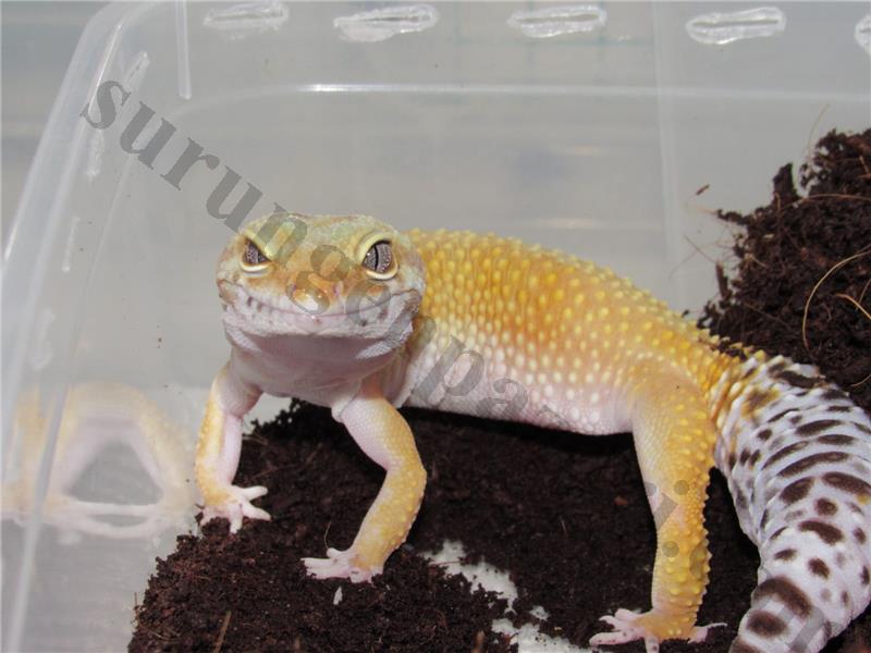 3 YAŞINDA DİŞİ LEOPARD GECKO