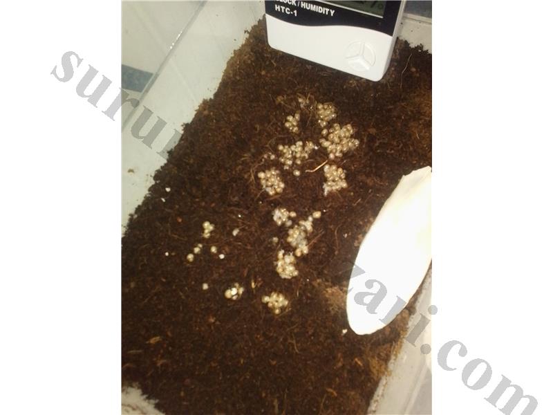 Dev Afrika salyangozu albino body