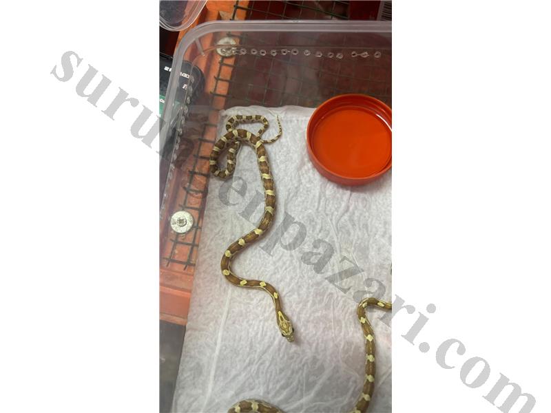 corn snake