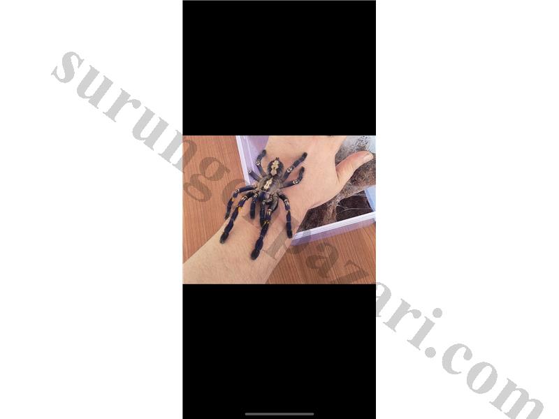 Koleksiyonluk adult dişi metallica