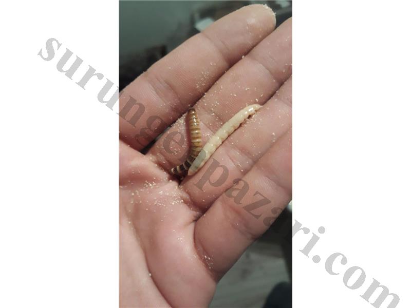 Morio Kurdu & BSF larvası