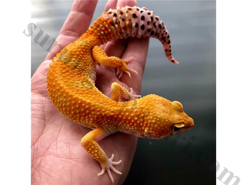 Evcil Yavru - Adult Leopard Geckolar