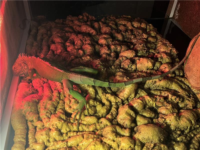 1,5 yaşında sağlıklı iguana