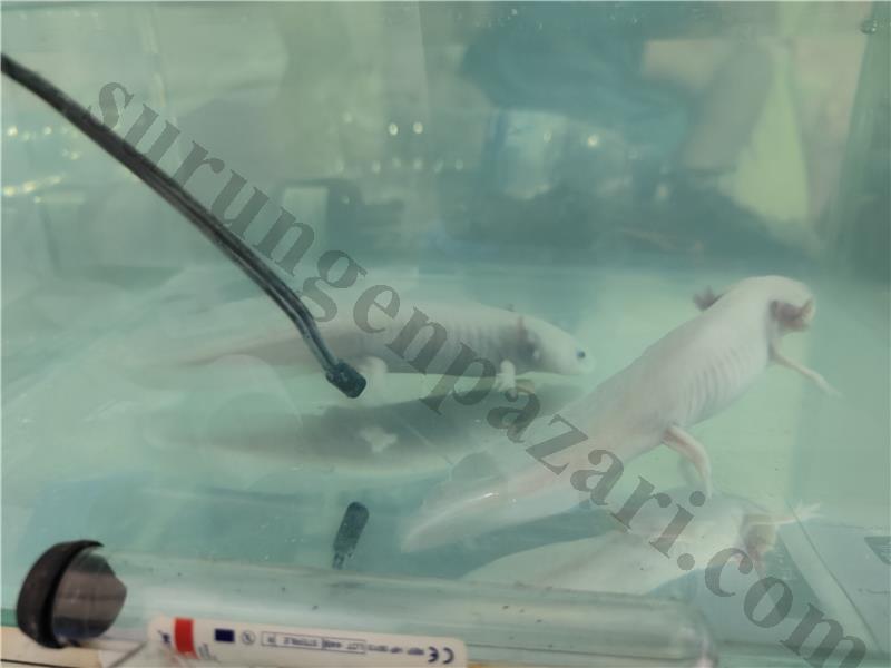 Soğutucu çift fanli 30*30*30 akvaryum flitre ile verilecektir İstanbul içi elden teslim edilir çift halinde veriyorum 