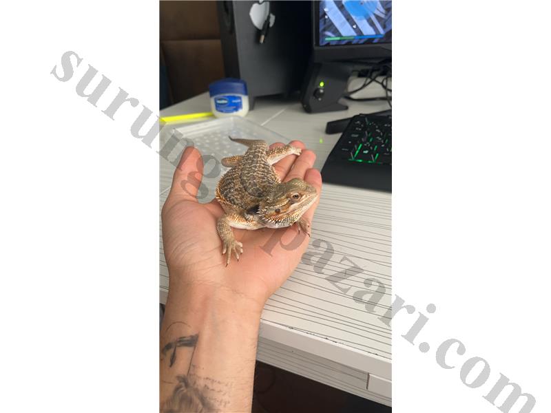 8 aylık erkek sakallı ejder 