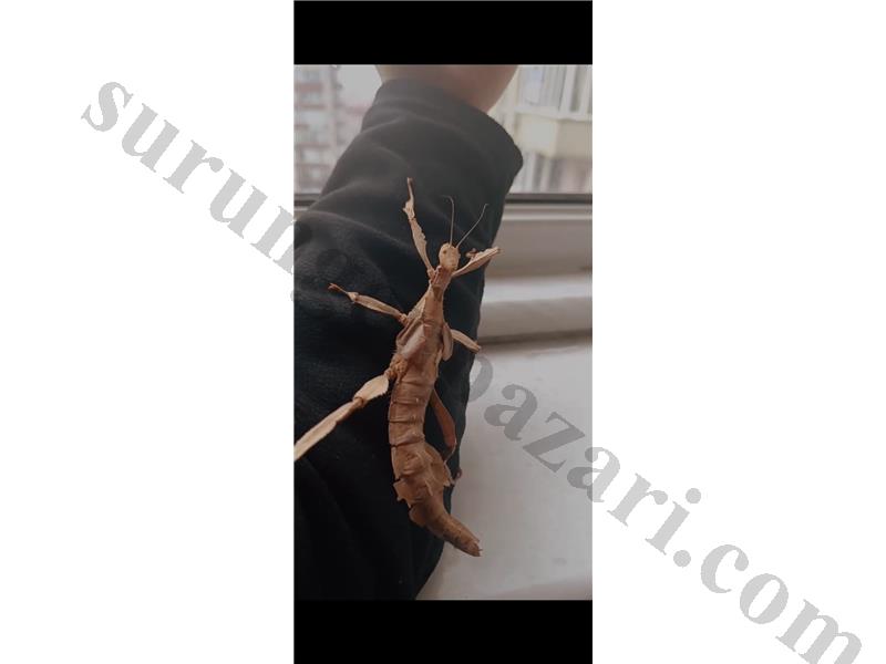 Extatosoma tiaratum ( yaprak böceğin )