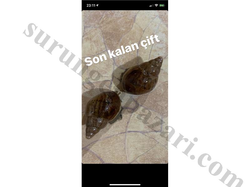 Afrika dev salyangozu son kalan  çift  (Achatina Fulica )