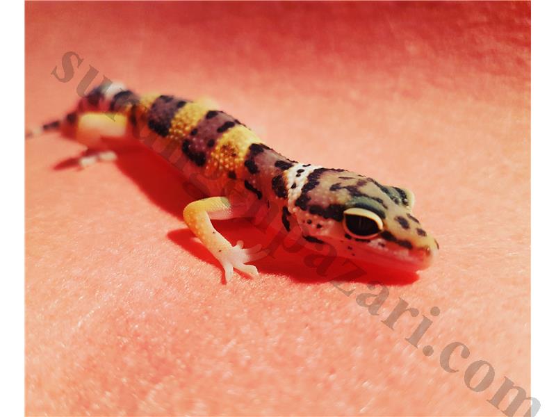 Super Hypo Yavru Gecko