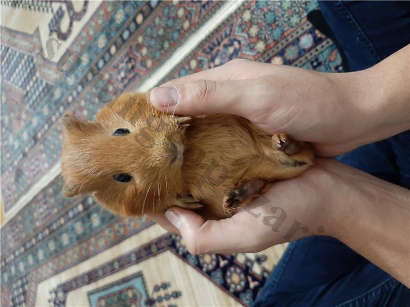 Ankara ginepig 