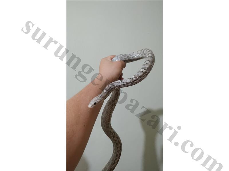 ÇİFT CORN SNAKE MISIR YILANI ÜRETİME HAZİR CANLİLAR BAŞKA SATAN YOKTUR 5511698399