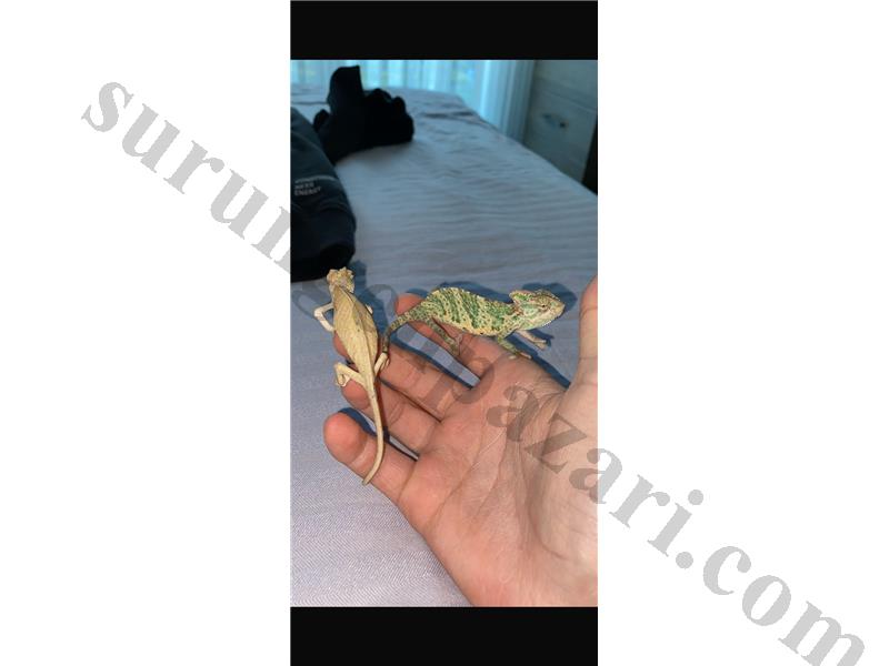 İli adet kampanyalı inanılmaz sağlıklı yemen bukalemunları 81 ile gönderim vardır ve kargo 400 tl altı tutarsa bizden