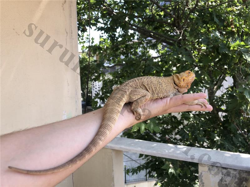 3 Yaşında Dişi Sakallı Ejder