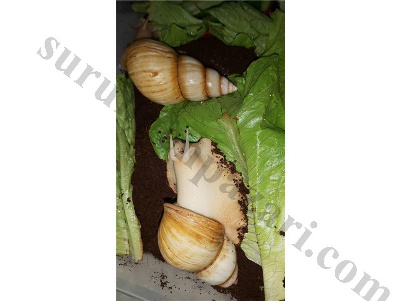 2.5 Yıllık DEV AFRİKA SALYANGOZLARI