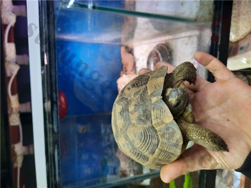 Yavru testudo graeca ler