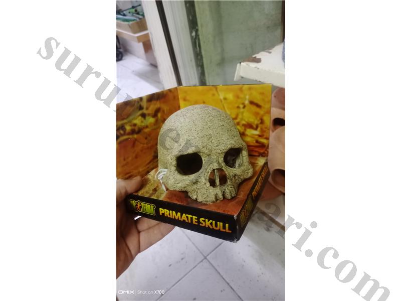 PrehistoricPets güvencesi ile EUSCORPIUS İTALİCUS