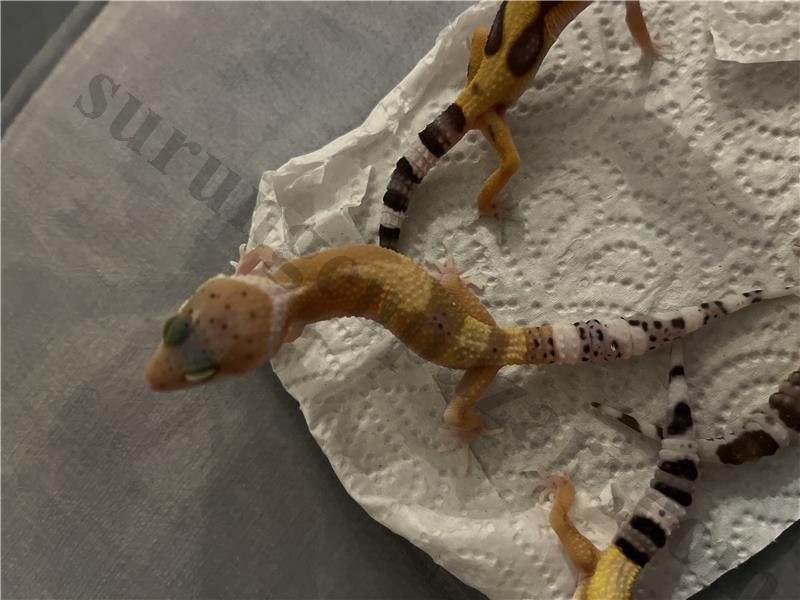 Yavru Leopard Geckolar Kaçmazz