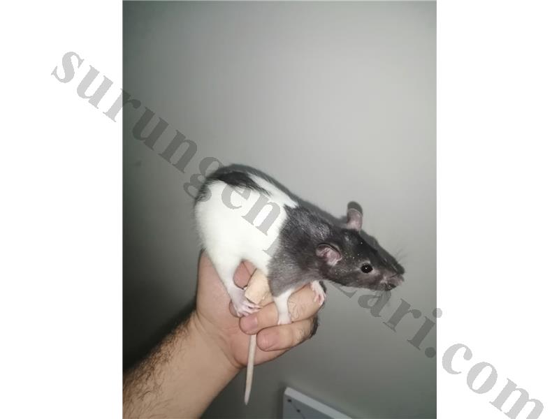 Klasik, Dumbo ve naked ratlar