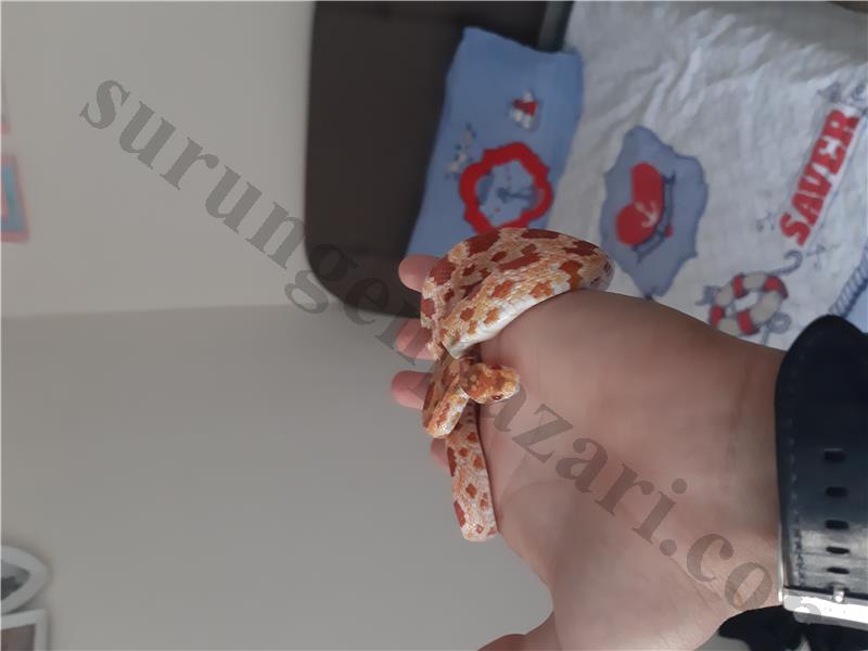 Cok guzel bir corn snake 