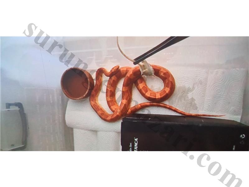 SATILIK UYSAL CORN SNAKE