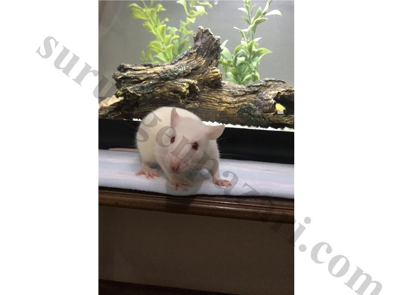 7 ADET YAVRU VE DAMIZLIK ANNE RAT TOPLU SAHİPLENDİRME