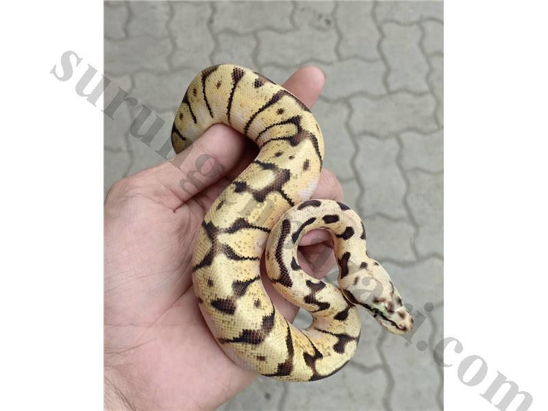 Boa Burma Ball Piton Morphs