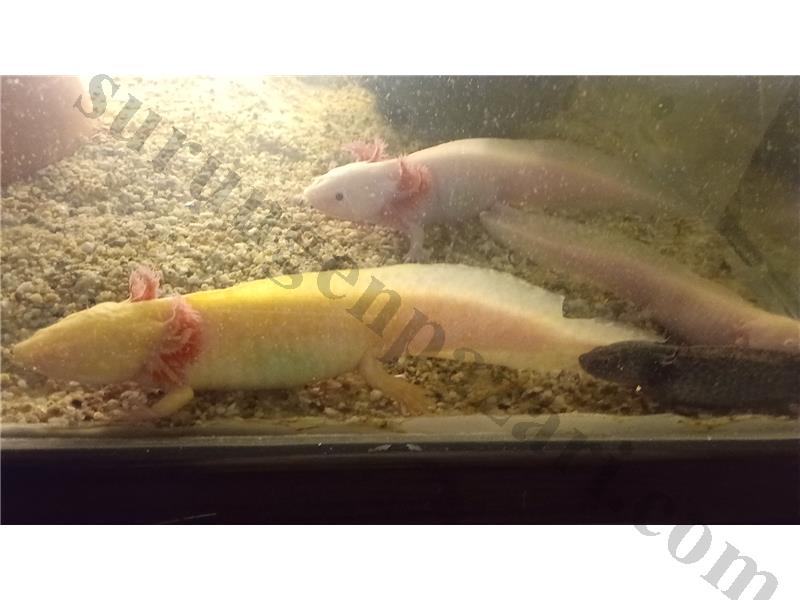 bu haftalık Siyah Gözlü İzmir İçi 