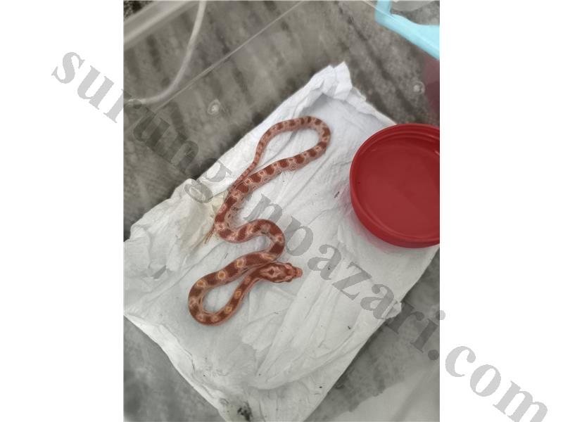 Corn snake