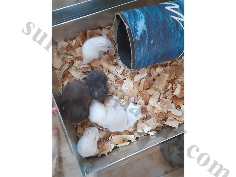 Yavru Suriye Hamsterları