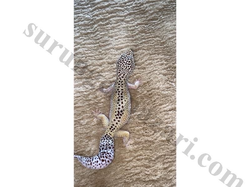 Adult leopar geckolar