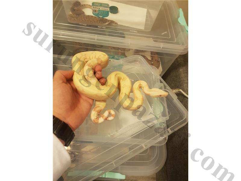 Albino boa özel tür