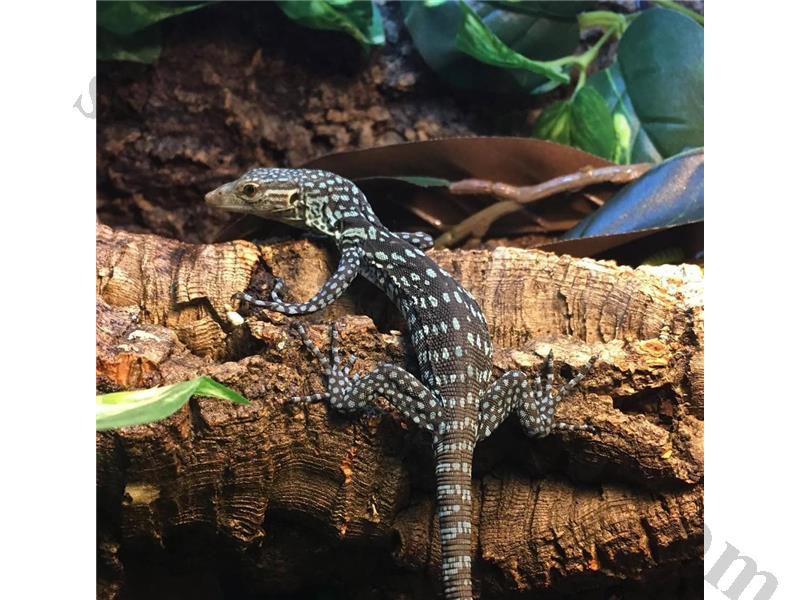 Mavi ağaç monitör kertenkelesi satılık