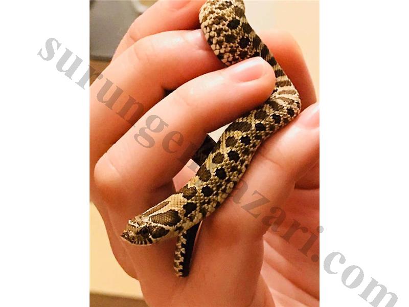 4 aylik yavru hognose