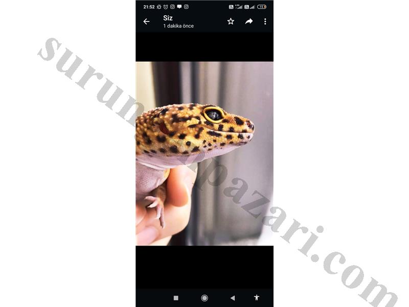 Nadir leopard gecko