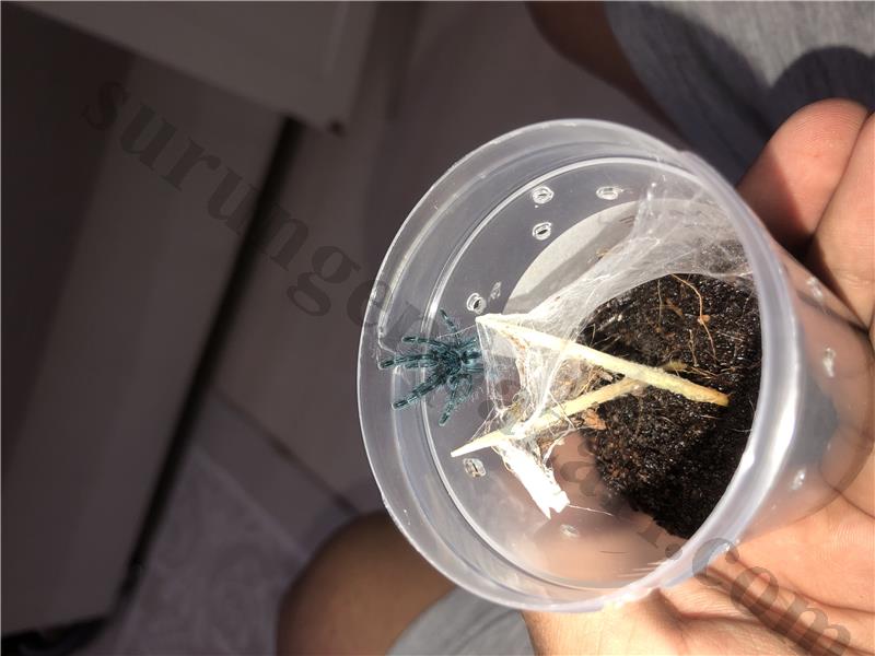 caribena versicolor l3