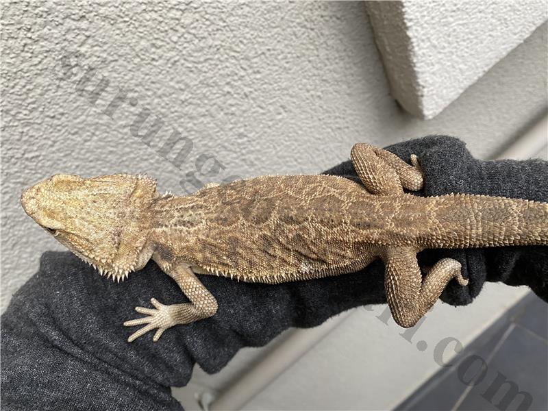 Sağlıklı Bearded Dragon (1 yaşında, Erkek)