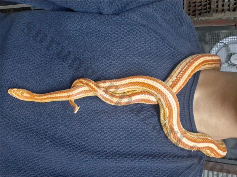 2 yaş 110cm iyi bakılmış amell teserra corn