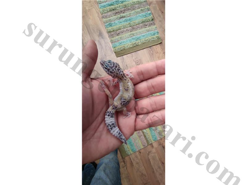 Dişi kuluçka leopard geckolar