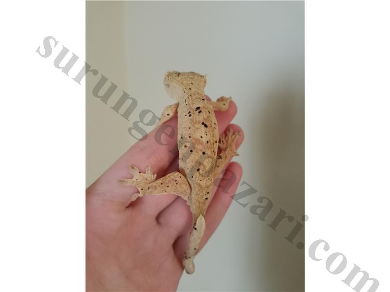 Super Dalmatian morph Crested Geco 