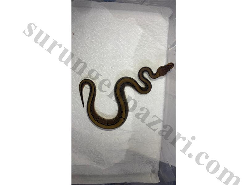 SON YAVRULAR KAÇMAZ!!!!