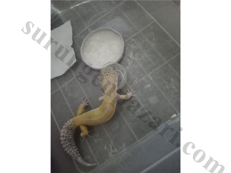 Erkek leopard gecko