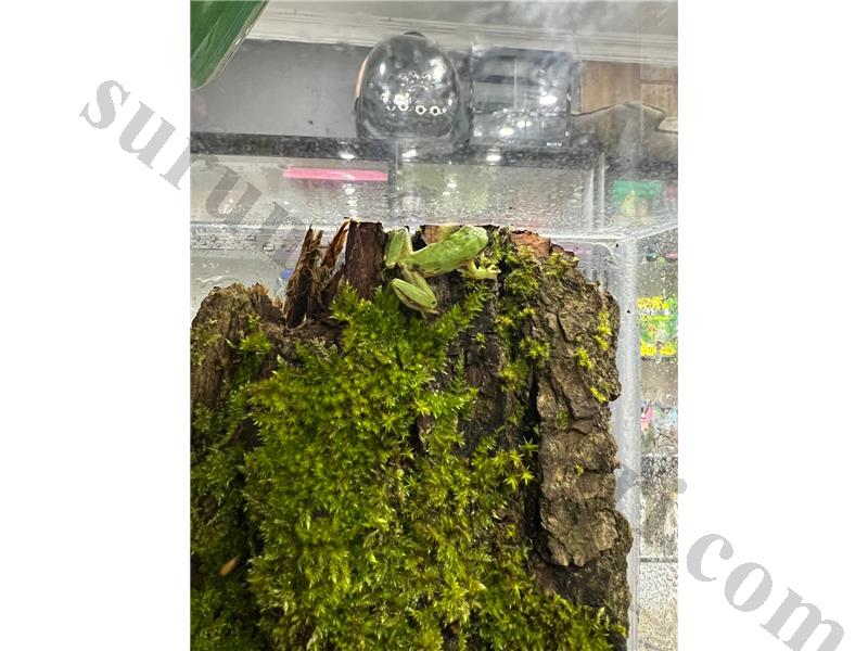 Cama cam 0 teraryumlar