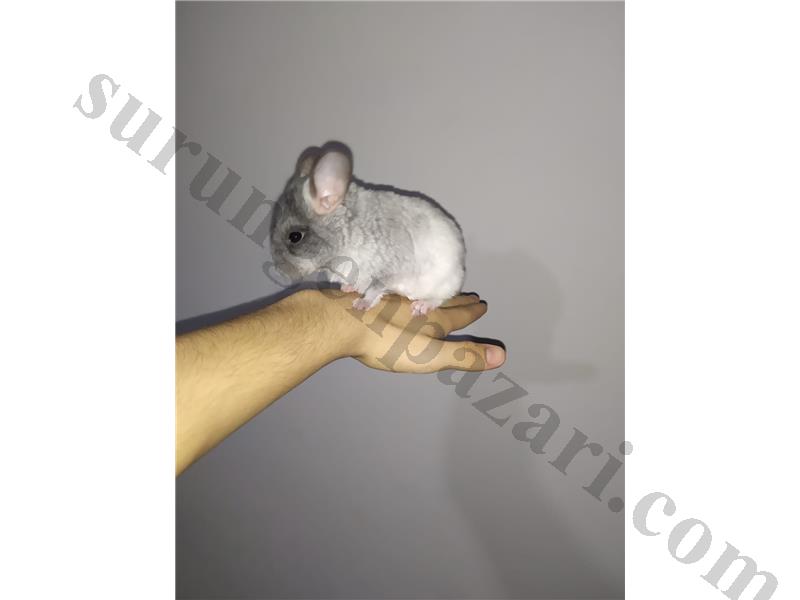Nadir Mutasyon chinchilla
