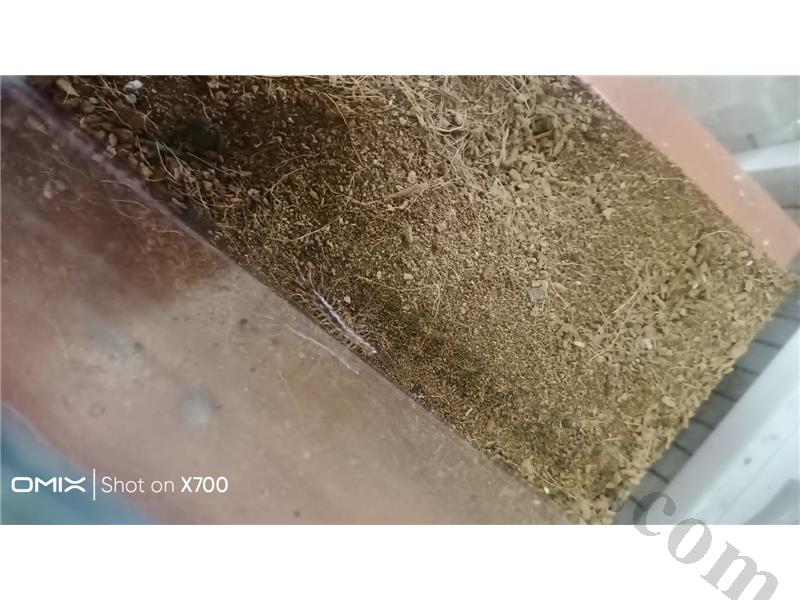 PrehistoricPets garantisi ile kaya çiyanı