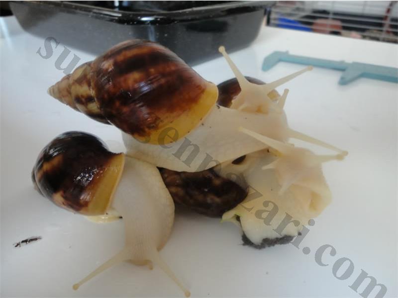 dev afrika salyangozu özel cins albino 