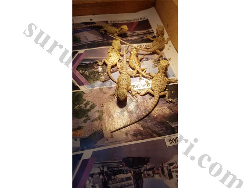 PAZARIN EN UCUZU SAKALLI EJDER + YEM