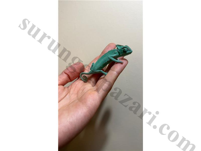 SAĞLIKLI YEMEN BUKALEMUN YAVRU