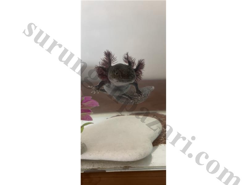 Axolotl damızlık 24cm green wild