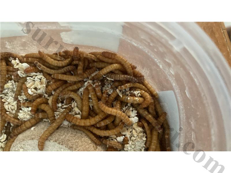 Un kurdu her çeşit pupa haric