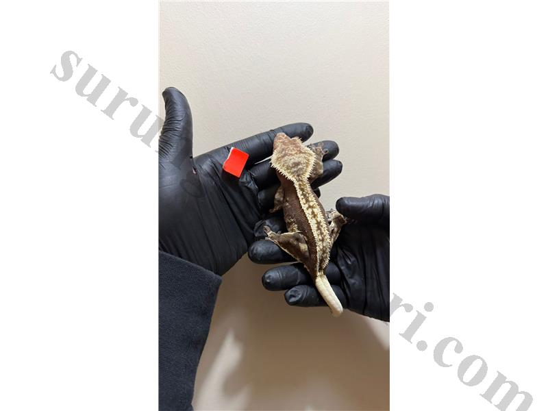 SUPER CRESTED GECKOLAR